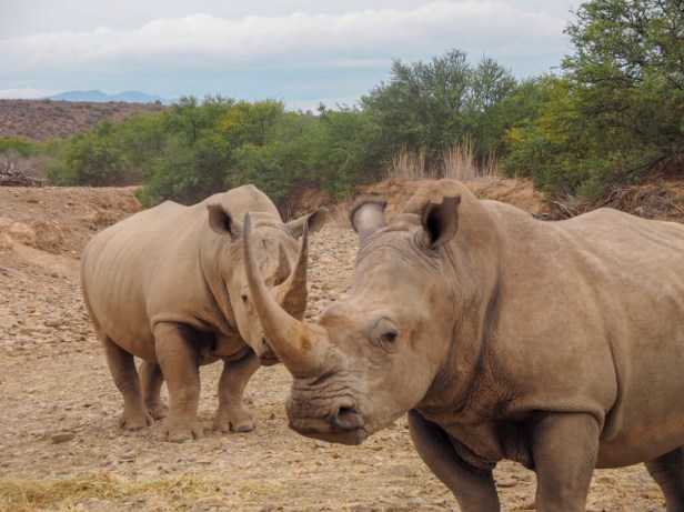 Sanbona Wildlife Resort, Klein Karoo, South Africa