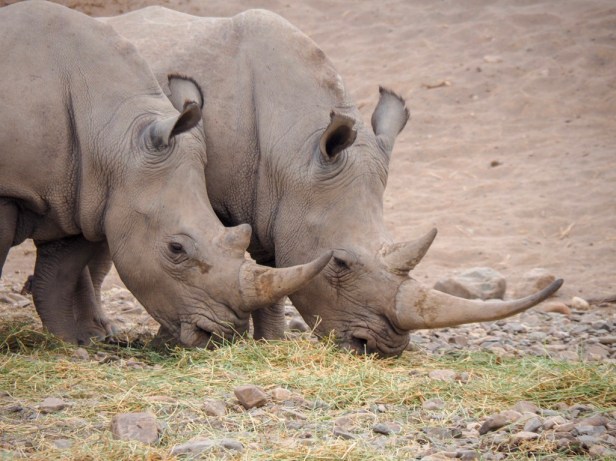 Sanbona Wildlife Resort, Klein Karoo, South Africa