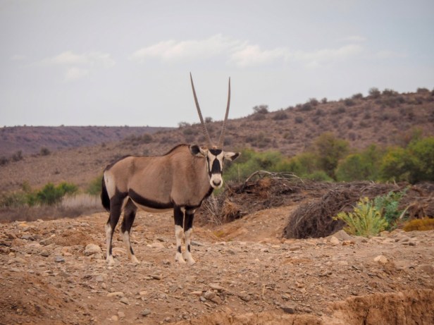 Sanbona Wildlife Resort, Klein Karoo, South Africa