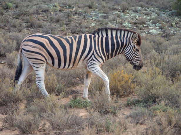 Sanbona Wildlife Resort, Klein Karoo, South Africa