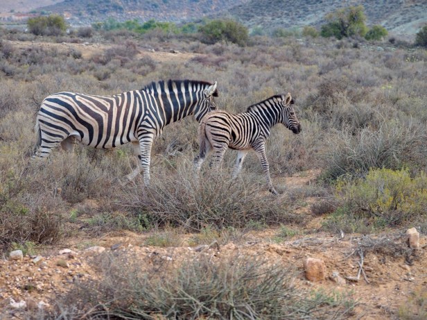 Sanbona Wildlife Resort, Klein Karoo, South Africa