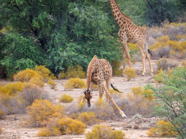 Sanbona Wildlife Resort, Klein Karoo, South Africa