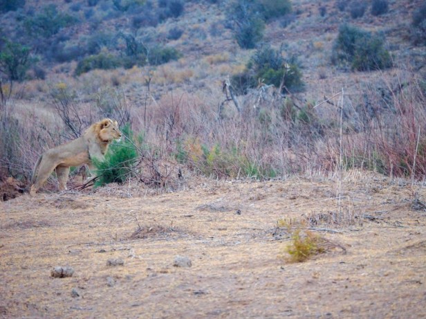Sanbona Wildlife Resort, Klein Karoo, South Africa