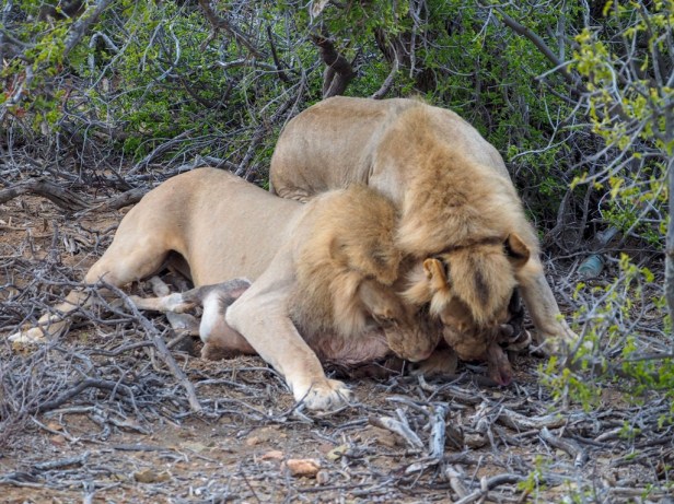 Sanbona Wildlife Resort, Klein Karoo, South Africa