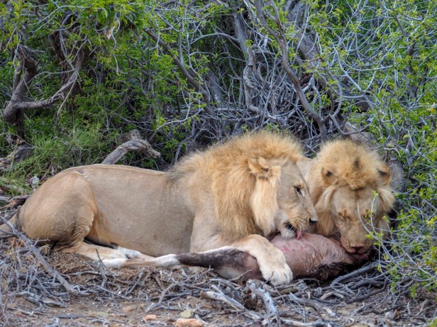Sanbona Wildlife Resort, Klein Karoo, South Africa