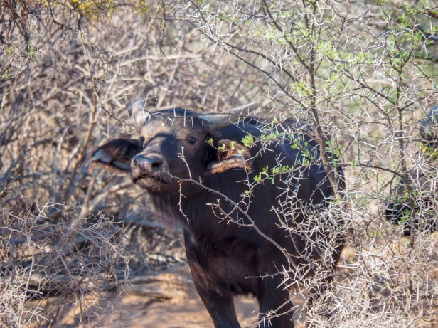 Sanbona Wildlife Resort, Klein Karoo, South Africa