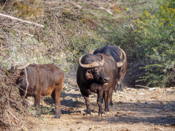 Sanbona Wildlife Resort, Klein Karoo, South Africa