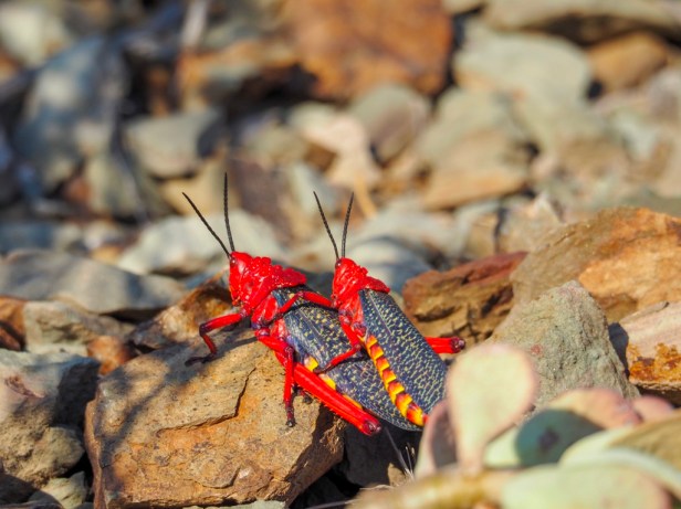 Sanbona Wildlife Resort, Klein Karoo, South Africa