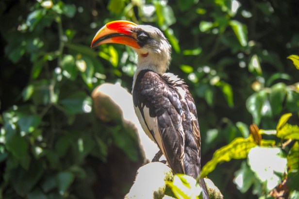 Birds of Eden, The Crags, Garden Route
