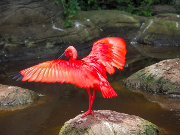 Birds of Eden, The Crags, Garden Route