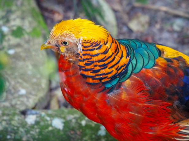 Birds of Eden, The Crags, Garden Route