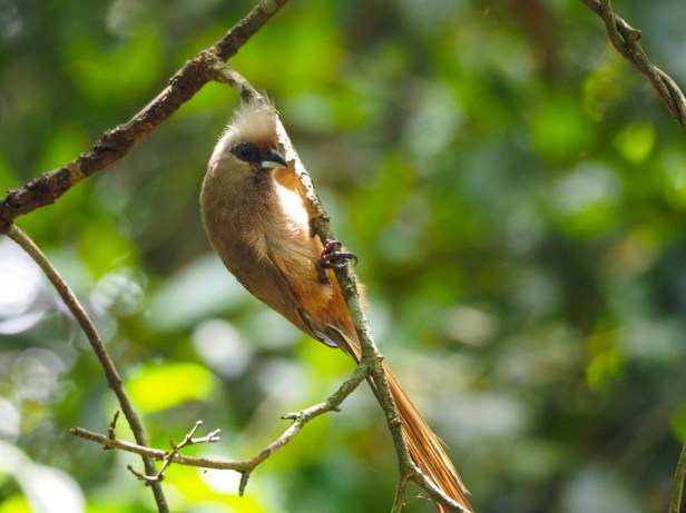 Birds of Eden, The Crags, Garden Route
