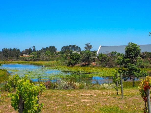 Bramon Wine Estate, Plettenberg Bay Wine Route