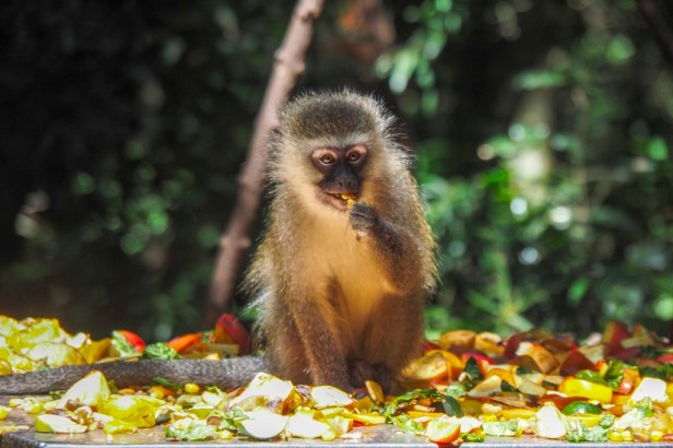 Monkeyland, The Crags, Garden Route