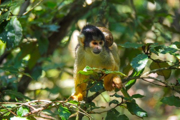Monkeyland, The Crags, Garden Route