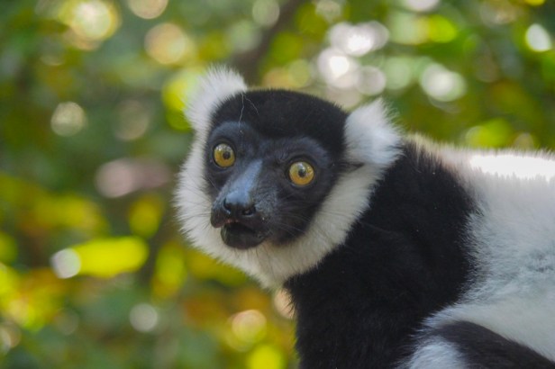 Monkeyland, The Crags, Garden Route