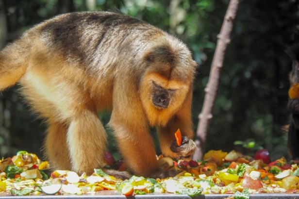 Monkeyland, The Crags, Garden Route