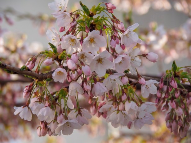 Pfalz, almond blossom