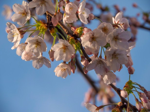 Pfalz, almond blossom