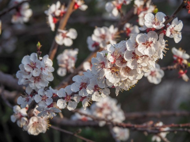 Pfalz, almond blossom