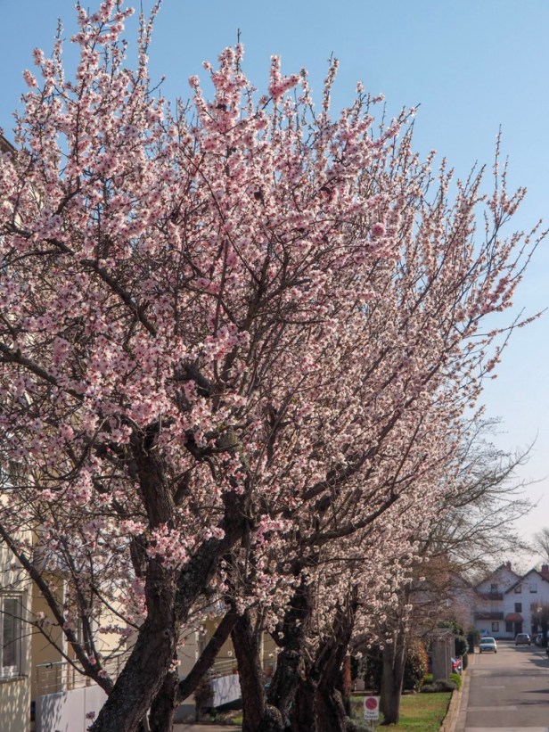 Pfalz, almond blossom
