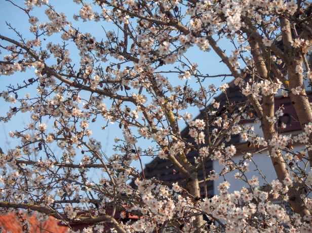 Pfalz, almond blossom