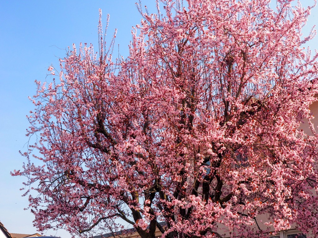 Pfalz, almond blossom