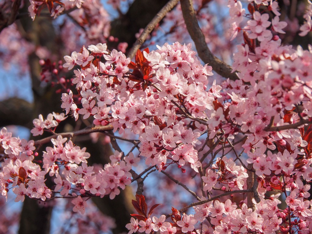 Pfalz, almond blossom