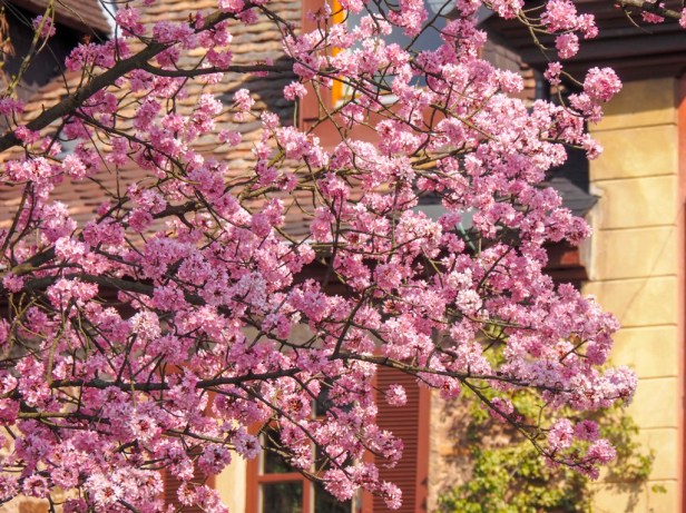 Pfalz, almond blossom