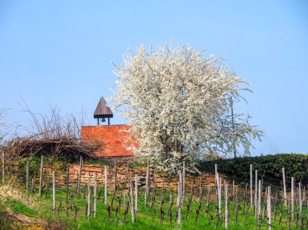 Pfalz, almond blossom