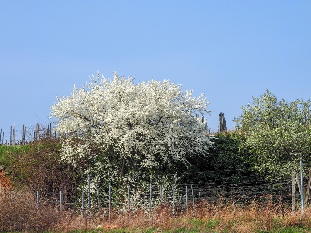 Pfalz, almond blossom
