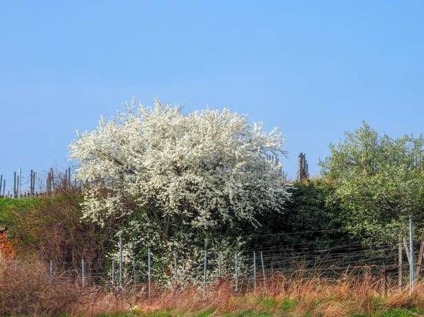 Pfalz, almond blossom
