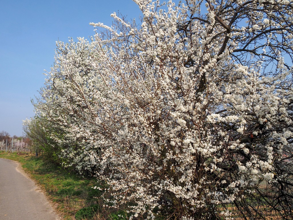 Pfalz, almond blossom
