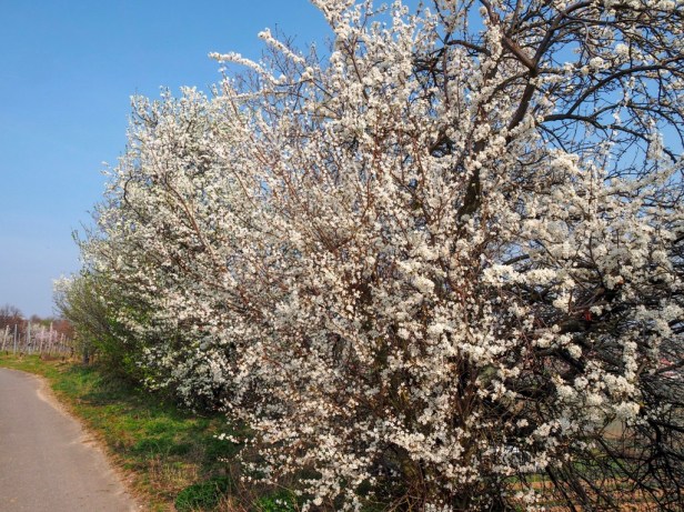 Pfalz, almond blossom