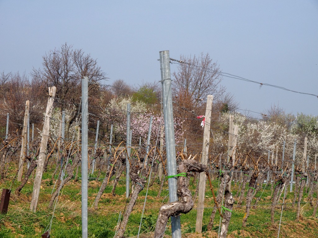 Pfalz, almond blossom