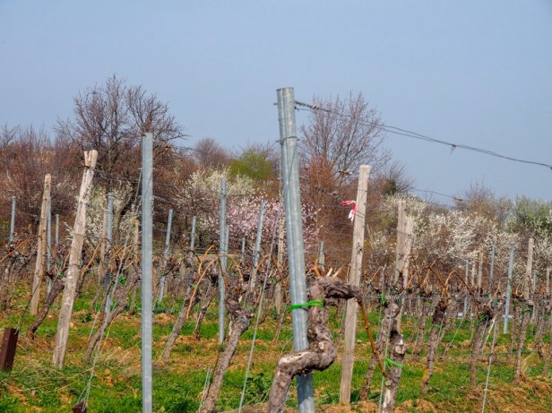 Pfalz, almond blossom