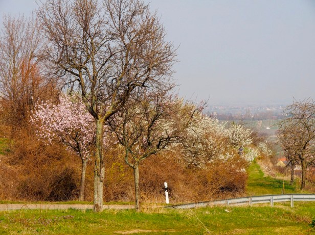 Pfalz, almond blossom