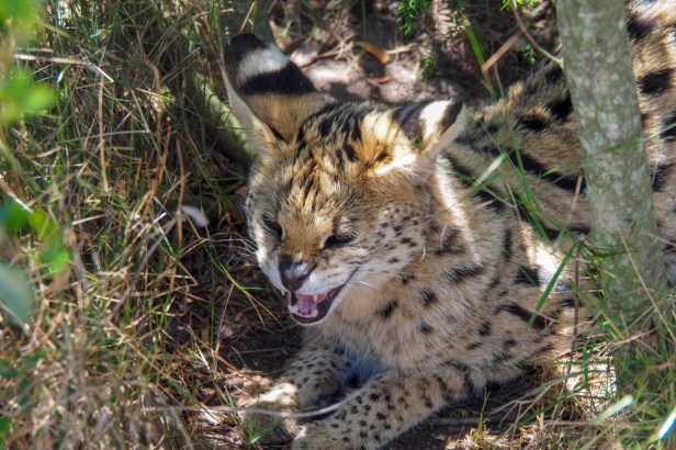 Tenikwa, The Crags, Garden Route