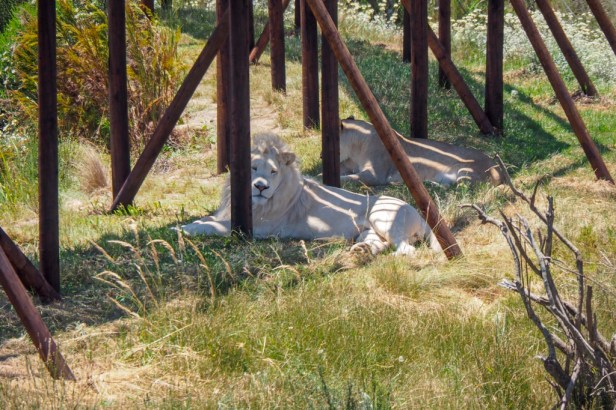 Tenikwa, The Crags, Garden Route