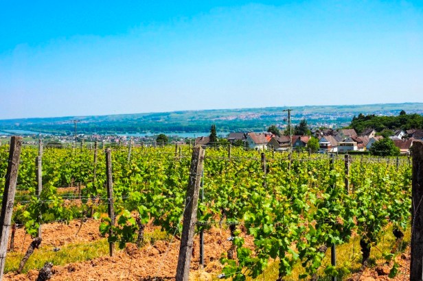 Rheingau