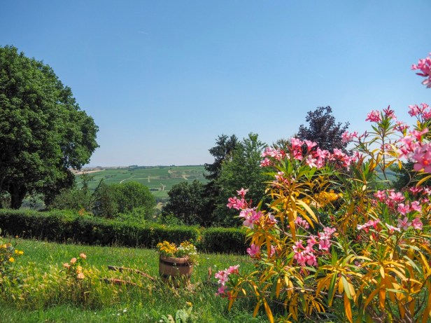 Rheinhessen vineyards