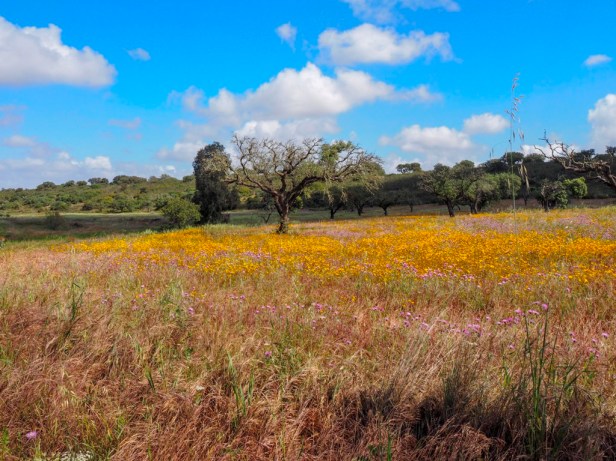 Herdade da Malhadinha Nova