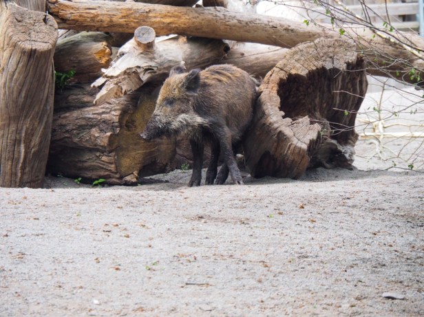 Skansen Open Air Museum, Stockholm
