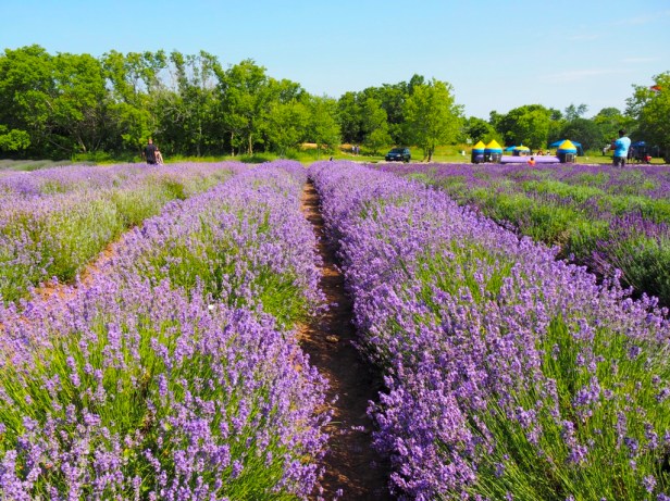 Visiting Prince Edward County Lavender Festival
