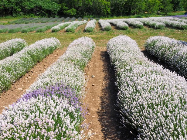 Visiting Prince Edward County Lavender Festival