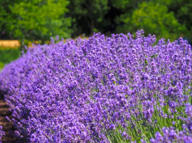 Visiting Prince Edward County Lavender Festival