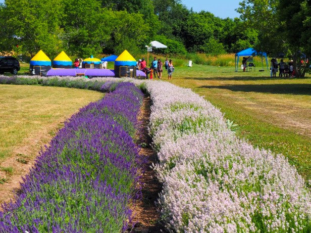 Visiting Prince Edward County Lavender Festival