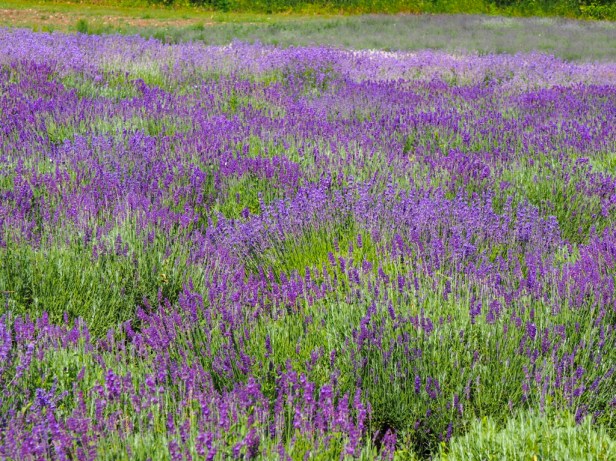 Visiting Prince Edward County Lavender Festival