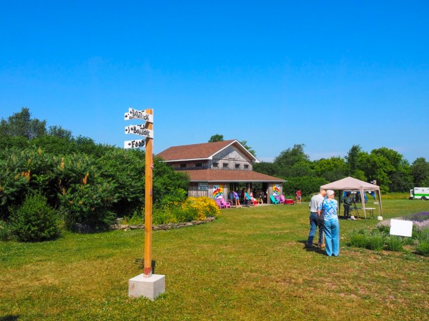 Visiting Prince Edward County Lavender Festival