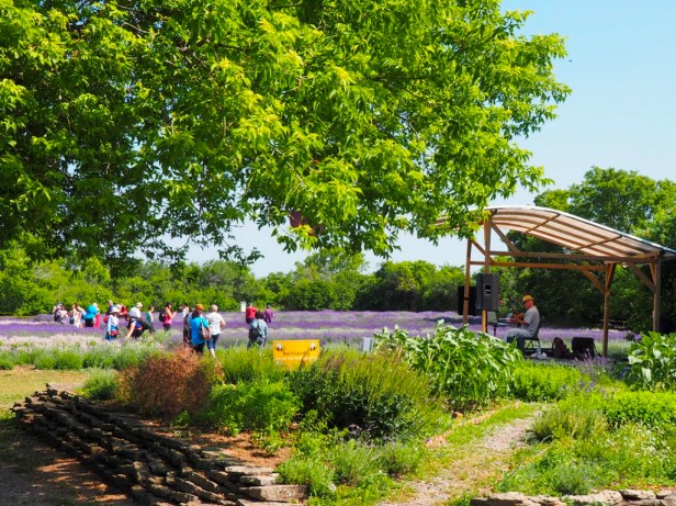 Visiting Prince Edward County Lavender Festival